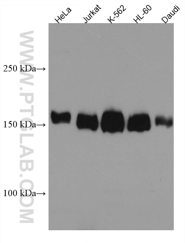 Western Blot (WB) analysis of various lysates using STIL Monoclonal antibody (66876-1-Ig)