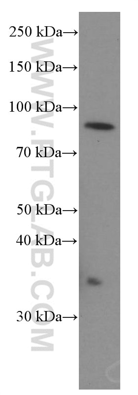 Western Blot (WB) analysis of K-562 cells using STIM1 Monoclonal antibody (66189-1-Ig)