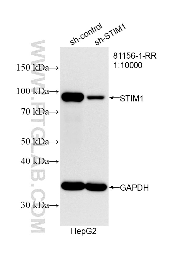WB analysis of HepG2 using 81156-1-RR Western Blot (WB) analysis of HepG2 cells using STIM1 Recombinant monoclonal antibody (81156-1-RR)