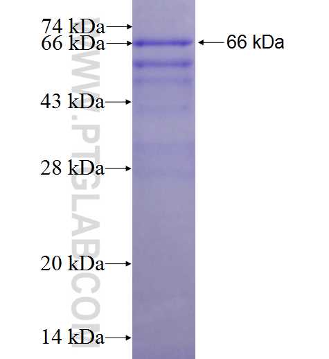 STIM1 fusion protein Ag2140 SDS-PAGE