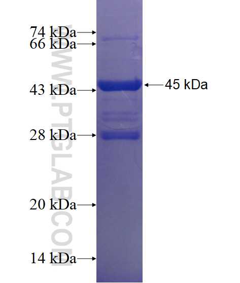 STIM2 fusion protein Ag15530 SDS-PAGE