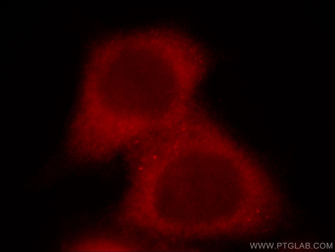 Immunofluorescence (IF) / fluorescent staining of MCF-7 cells using STIP1 Polyclonal antibody (15218-1-AP)