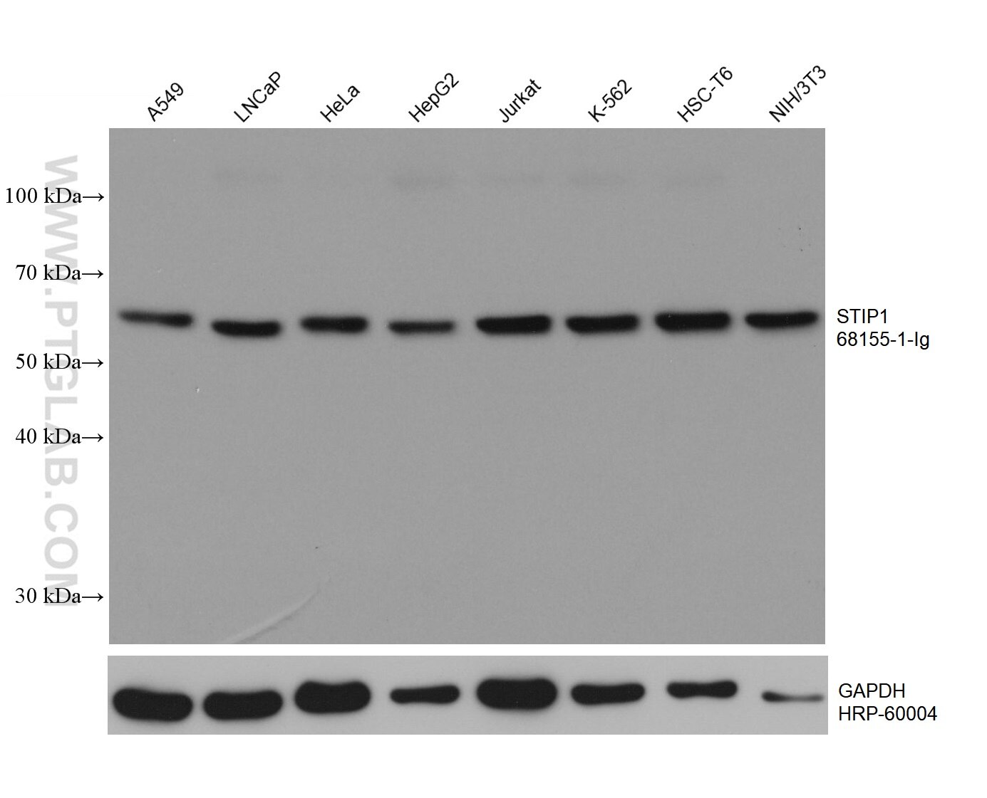 Western Blot (WB) analysis of various lysates using STIP1 Monoclonal antibody (68155-1-Ig)