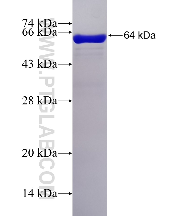 STIP1 fusion protein Ag7388 SDS-PAGE