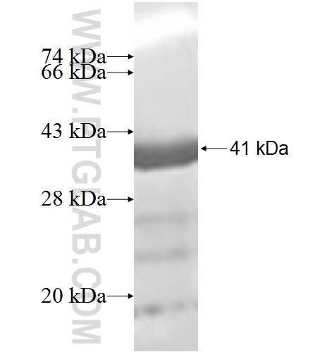 STIP1 fusion protein Ag7851 SDS-PAGE