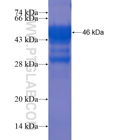 STK10 fusion protein Ag22169 SDS-PAGE