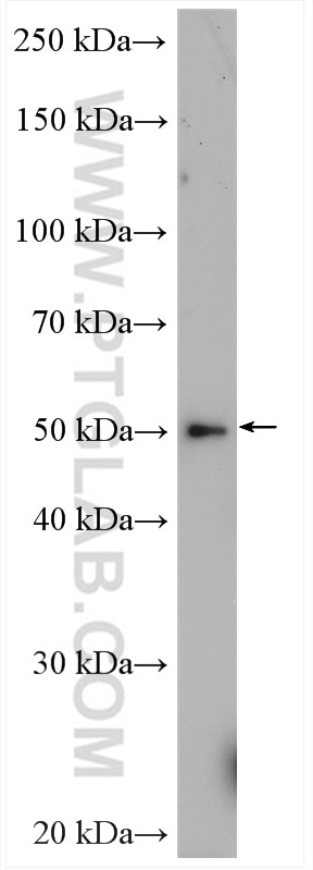 Western Blot (WB) analysis of HepG2 cells using STK11/LKB1 Polyclonal antibody (10746-1-AP)