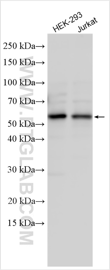 Western Blot (WB) analysis of various lysates using STK11/LKB1 Polyclonal antibody (10746-1-AP)