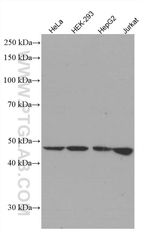 Western Blot (WB) analysis of various lysates using STK11/LKB1 Monoclonal antibody (66719-1-Ig)