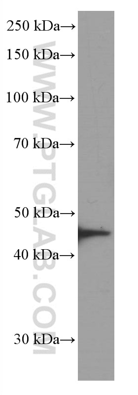 Western Blot (WB) analysis of HSC-T6 cells using STK11/LKB1 Monoclonal antibody (66719-1-Ig)