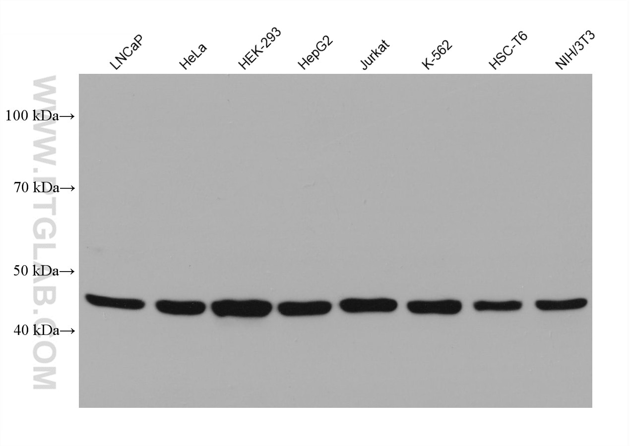 Western Blot (WB) analysis of various lysates using STK11/LKB1 Monoclonal antibody (66719-1-Ig)