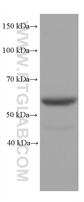 Western Blot (WB) analysis of HSC-T6 cells using STK11/LKB1 Monoclonal antibody (68016-1-Ig)