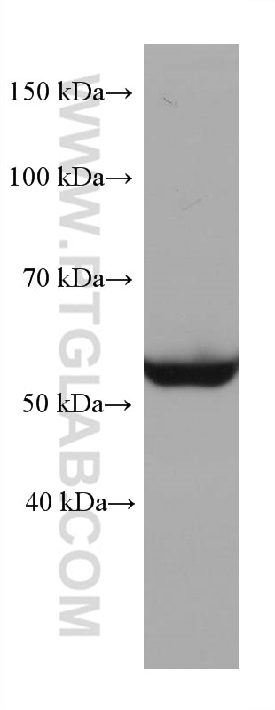 Western Blot (WB) analysis of NIH/3T3 cells using STK11/LKB1 Monoclonal antibody (68016-1-Ig)