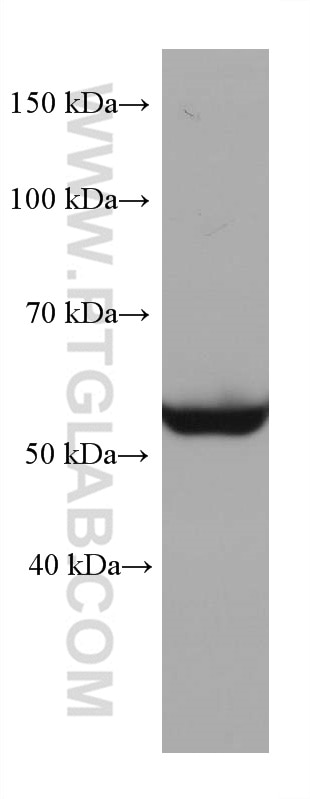 WB analysis of NIH/3T3 using 68016-1-Ig