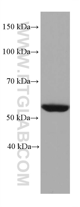 Western Blot (WB) analysis of HEK-293 cells using STK11/LKB1 Monoclonal antibody (68016-1-Ig)