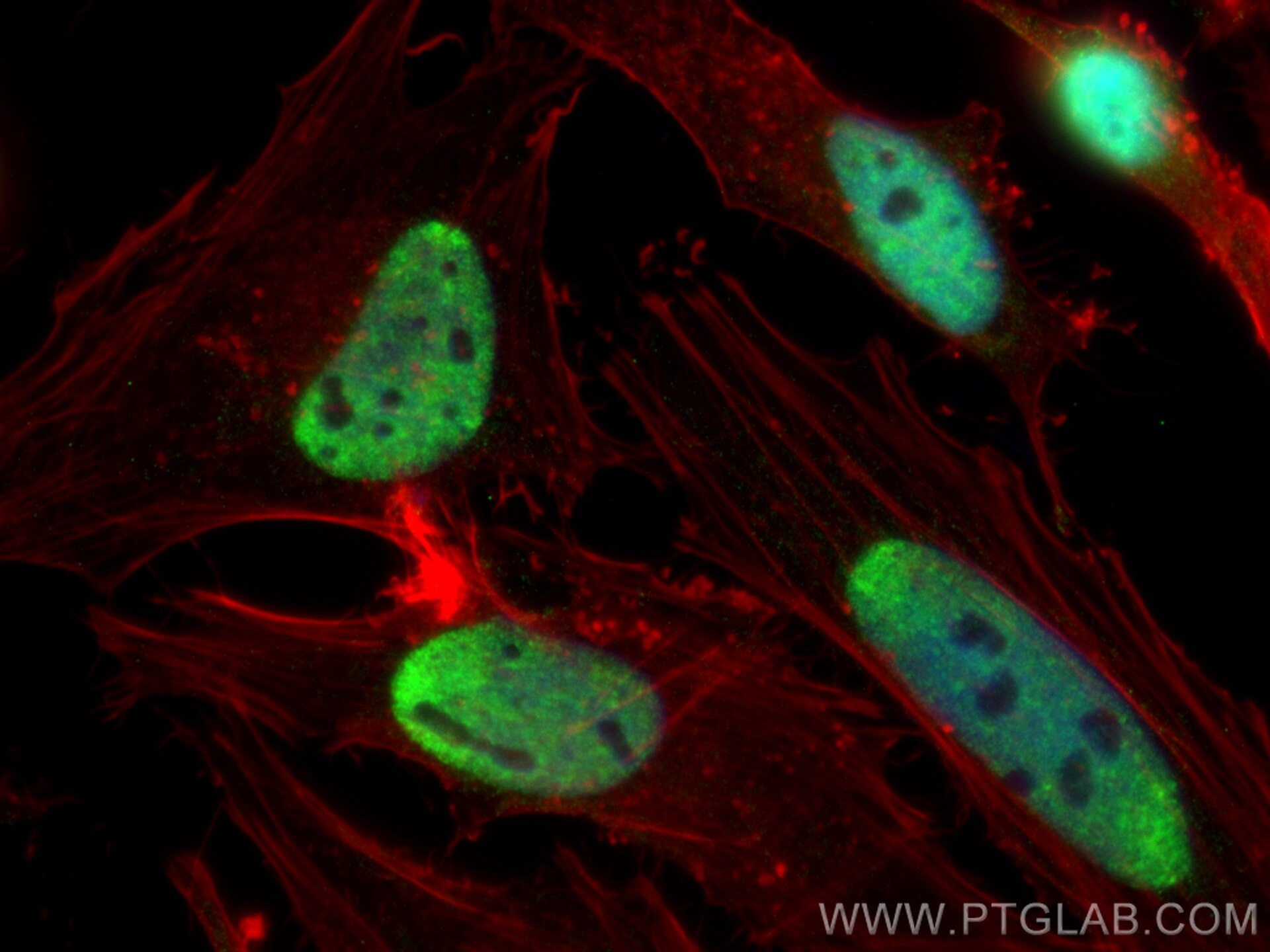 Immunofluorescence (IF) / fluorescent staining of HeLa cells using CoraLite® Plus 488-conjugated STK11/LKB1 Monoclona (CL488-66719)