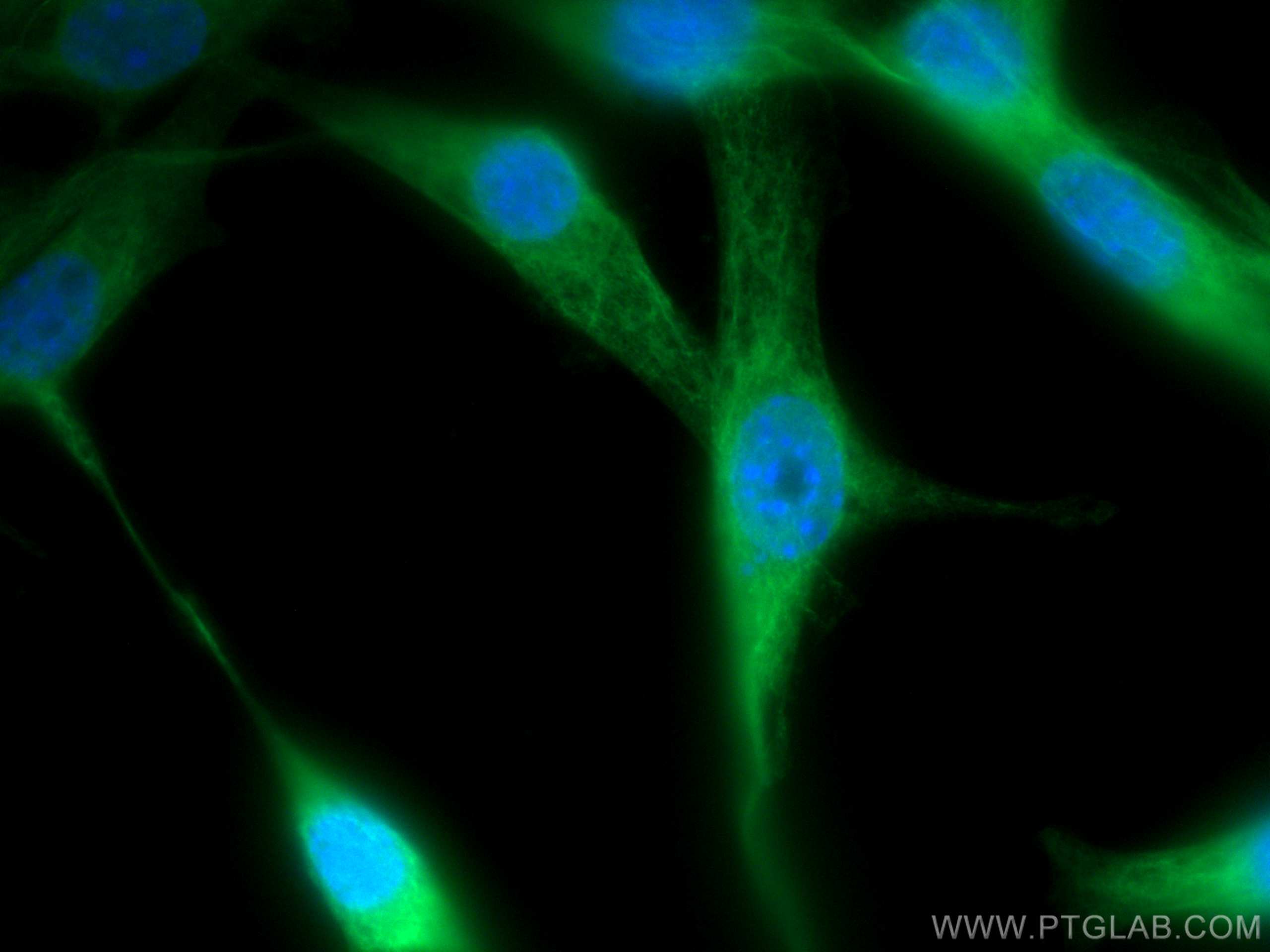 Immunofluorescence (IF) / fluorescent staining of NIH/3T3 cells using CoraLite® Plus 488-conjugated STK11/LKB1 Monoclona (CL488-68016)