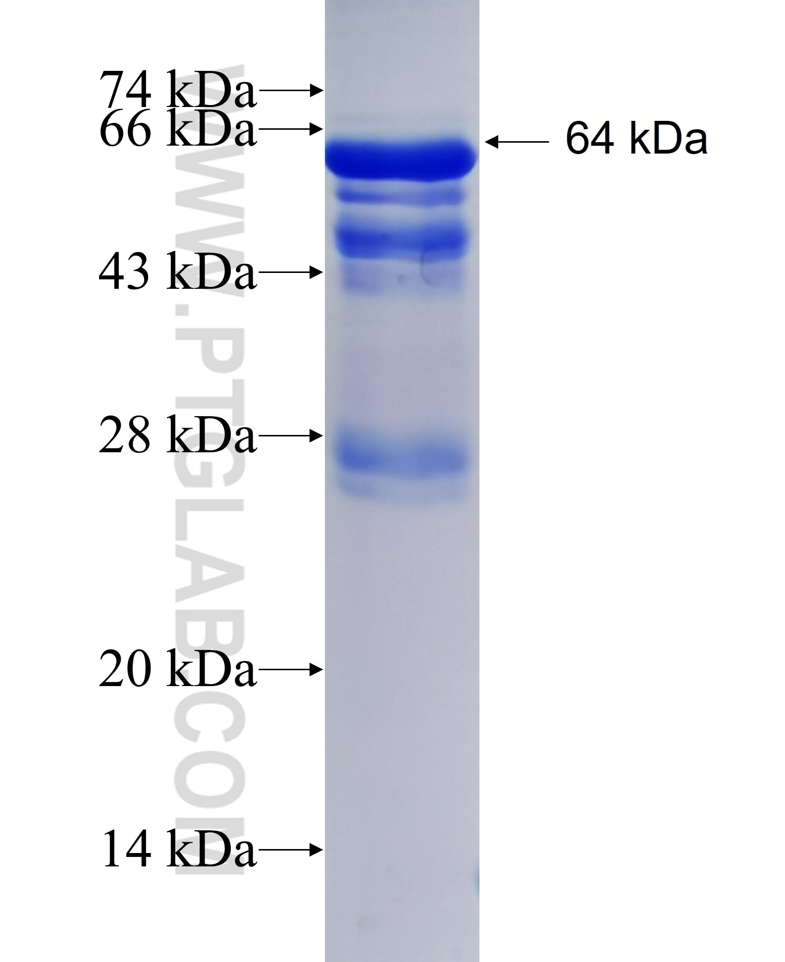 STK11 fusion protein Ag1048 SDS-PAGE