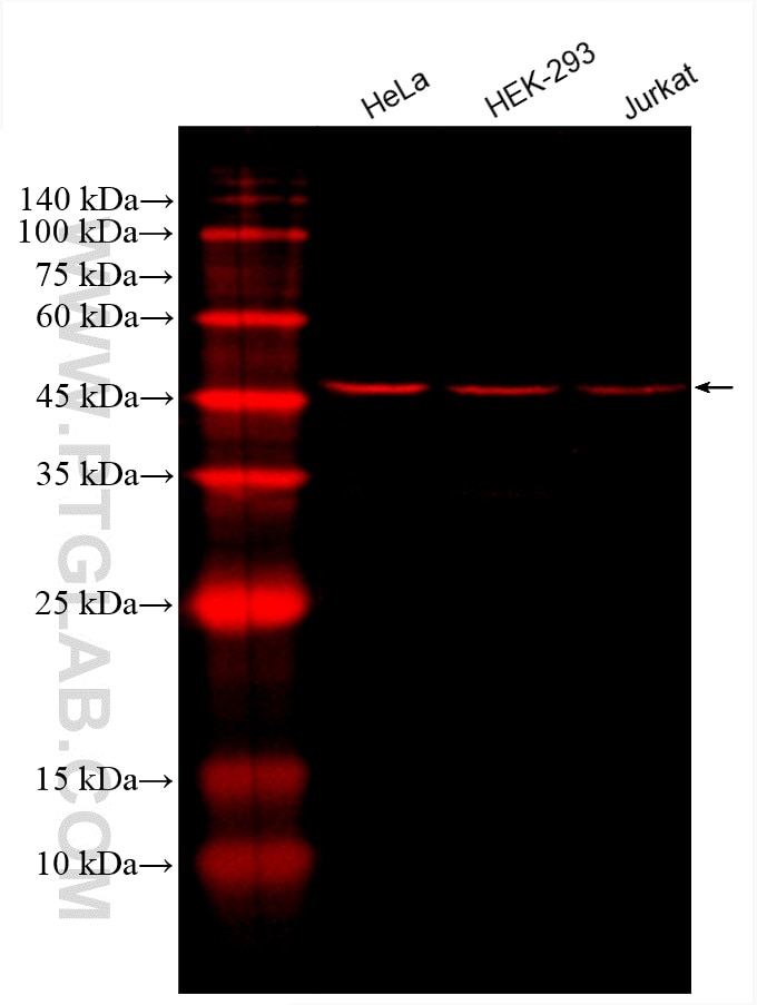 Western Blot (WB) analysis of various lysates using CoraLite®594-conjugated STK11/LKB1 Monoclonal anti (CL594-66719)