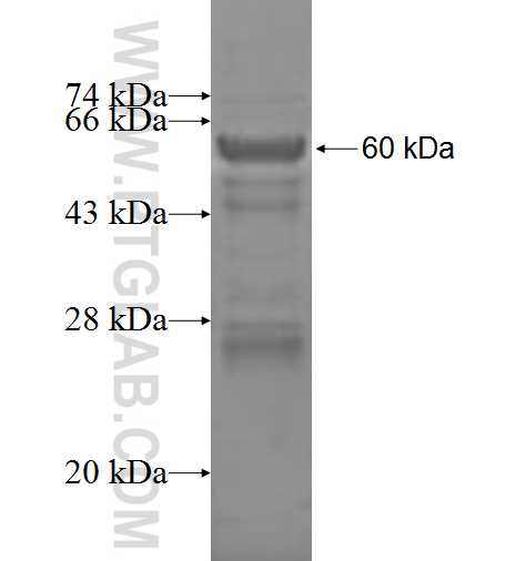 STK11IP fusion protein Ag3134 SDS-PAGE