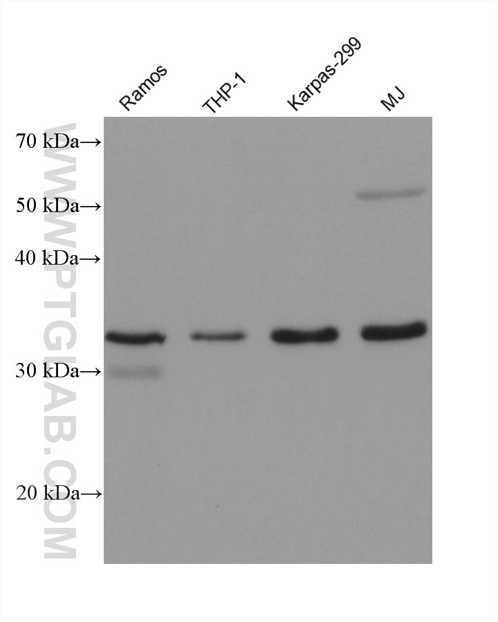 Various lysates were subjected to SDS PAGE followed by western blot with 60949-3-Ig (STK16 antibody) at dilution of 1:5000 incubated at room temperature for 1.5 hours. Western Blot (WB) analysis of various lysates using STK16 Monoclonal antibody (60949-3-Ig)
