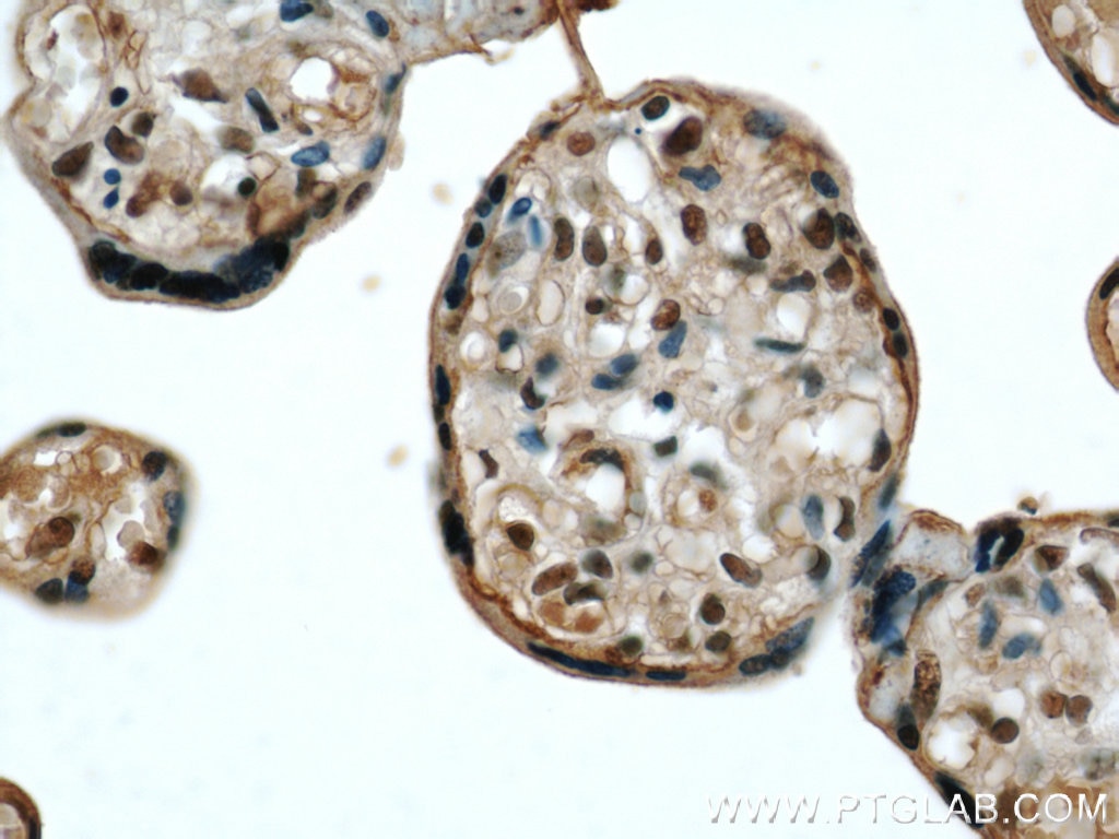 IHC staining of human placenta using 14433-1-AP