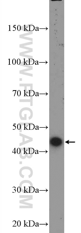 Western Blot (WB) analysis of HepG2 cells using STK17B Polyclonal antibody (26600-1-AP)