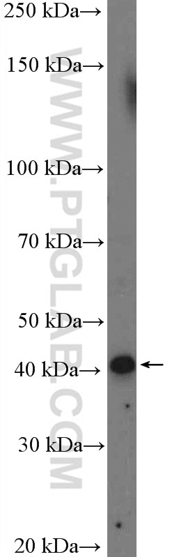 Western Blot (WB) analysis of K-562 cells using STK17B Polyclonal antibody (26600-1-AP)