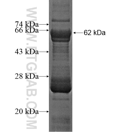 STK19 fusion protein Ag12128 SDS-PAGE