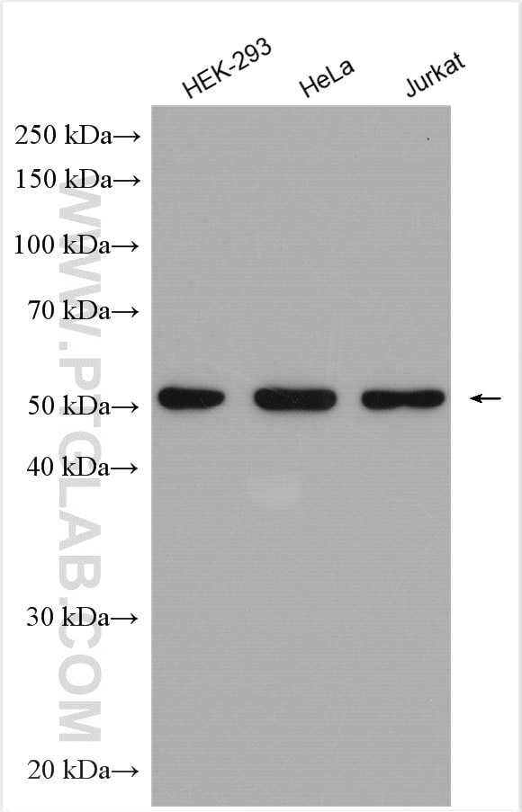 Western Blot (WB) analysis of various lysates using STK24 Polyclonal antibody (29846-1-AP)