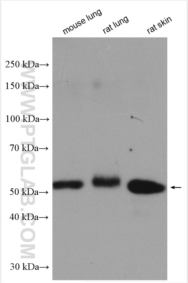 Western Blot (WB) analysis of various lysates using STK24 Polyclonal antibody (29846-1-AP)