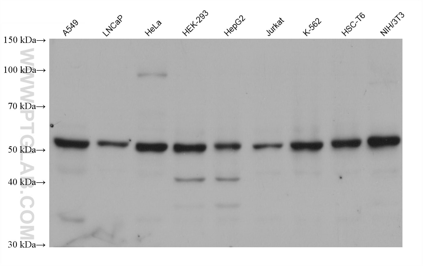 Western Blot (WB) analysis of various lysates using STK24 Monoclonal antibody (68522-1-Ig)