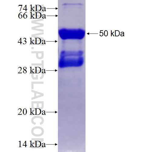 STK24 fusion protein Ag4483 SDS-PAGE