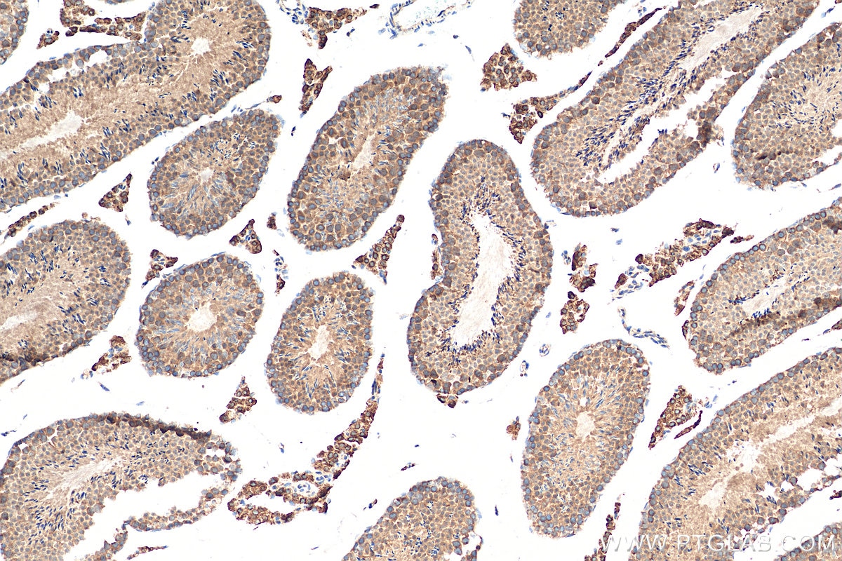 Immunohistochemistry (IHC) staining of mouse testis tissue using Biotin-conjugated STK25 Polyclonal antibody (Biotin-25821)