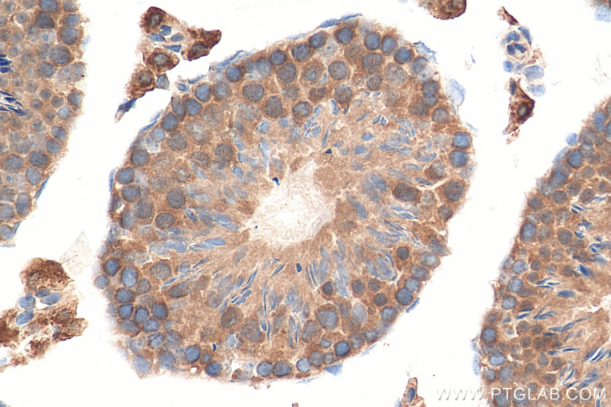 Immunohistochemistry (IHC) staining of mouse testis tissue using Biotin-conjugated STK25 Polyclonal antibody (Biotin-25821)