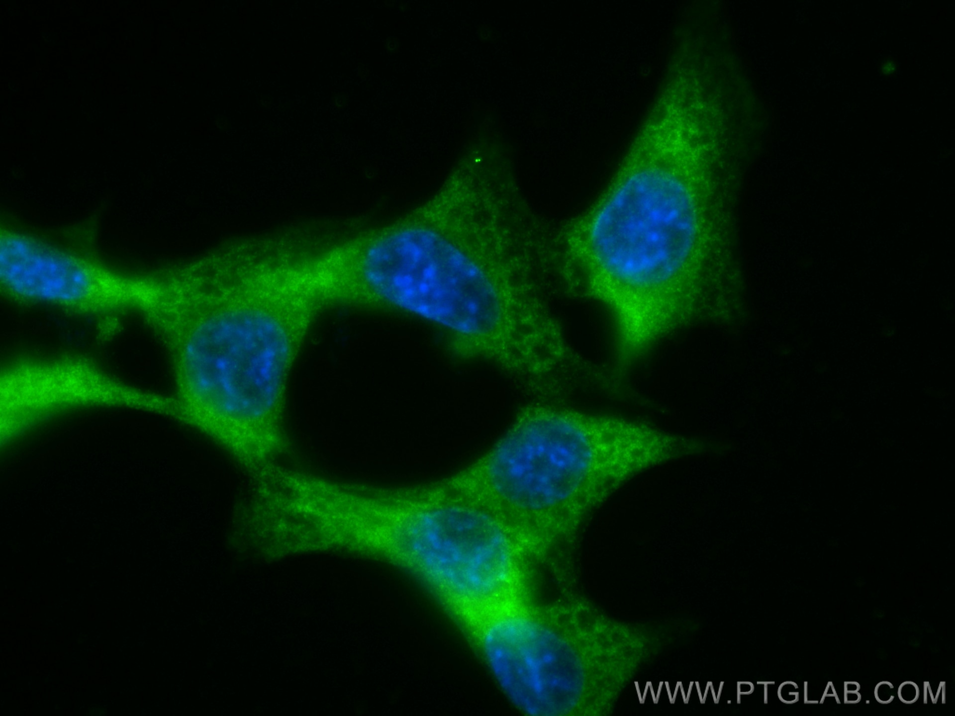 Immunofluorescence (IF) / fluorescent staining of NIH/3T3 cells using STK3 Monoclonal antibody (66637-1-Ig)