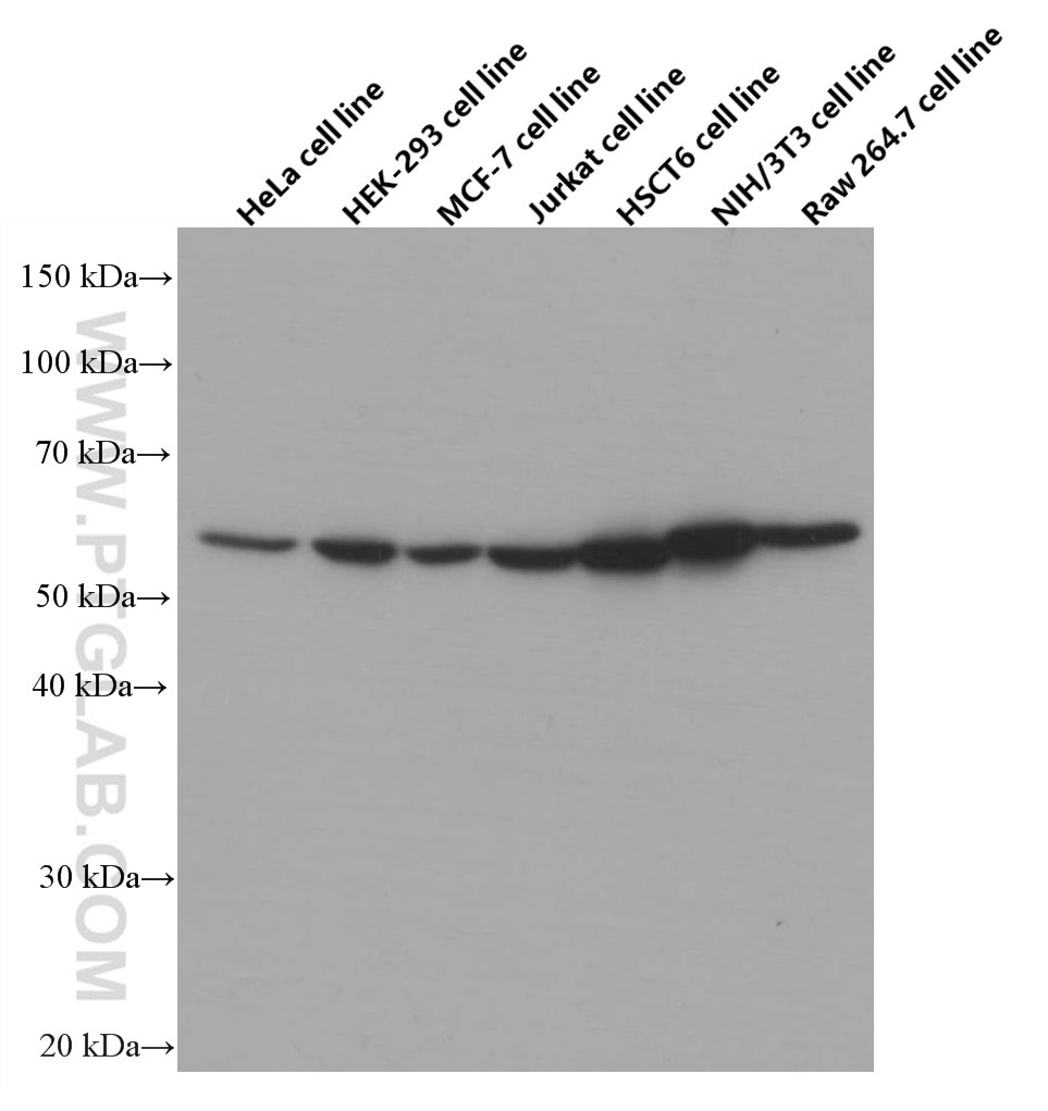 Western Blot (WB) analysis of various lysates using STK3 Monoclonal antibody (66637-1-Ig)