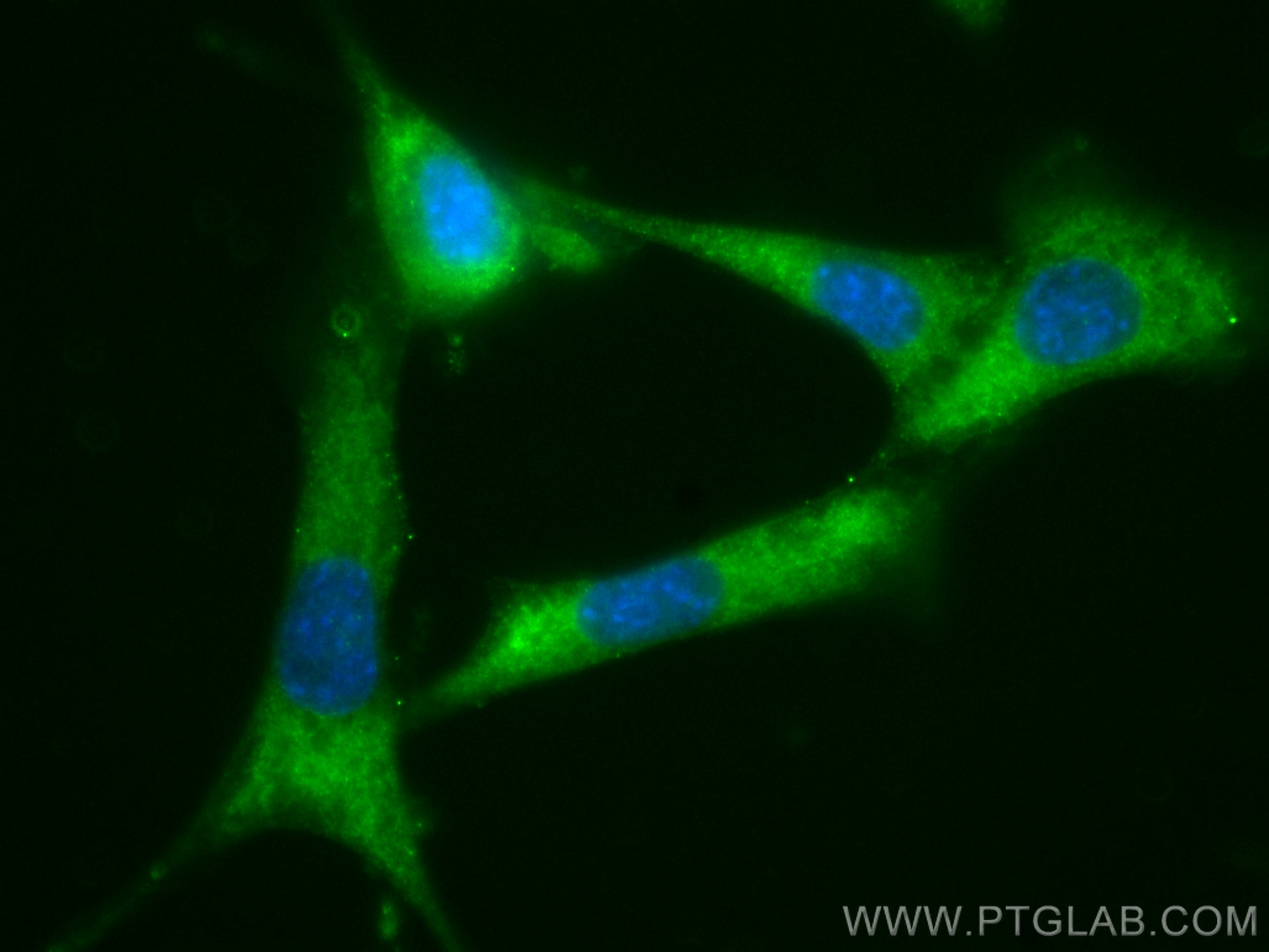 Immunofluorescence (IF) / fluorescent staining of NIH/3T3 cells using CoraLite® Plus 488-conjugated STK3 Monoclonal anti (CL488-66637)