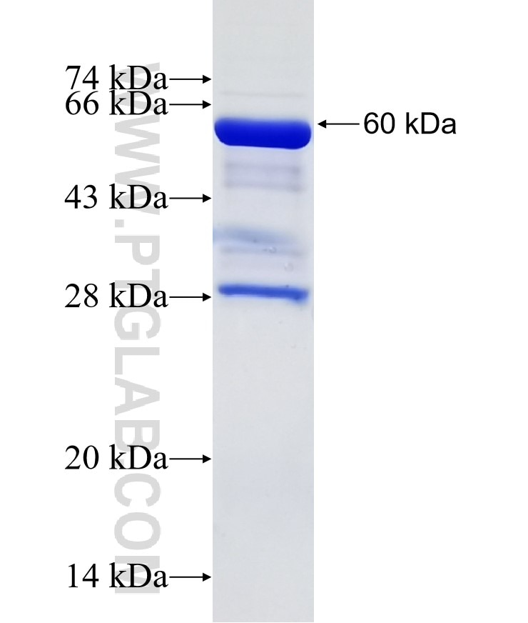 STK3 fusion protein Ag2741 SDS-PAGE