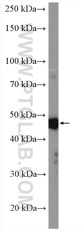 Western Blot (WB) analysis of MCF-7 cells using STK32A Polyclonal antibody (16223-1-AP)