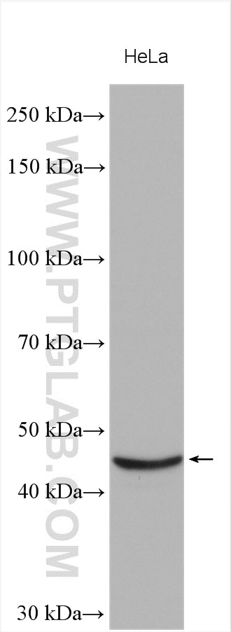 Western Blot (WB) analysis of various lysates using STK32A Polyclonal antibody (16223-1-AP)