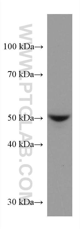 WB analysis of A549 using 67528-1-Ig