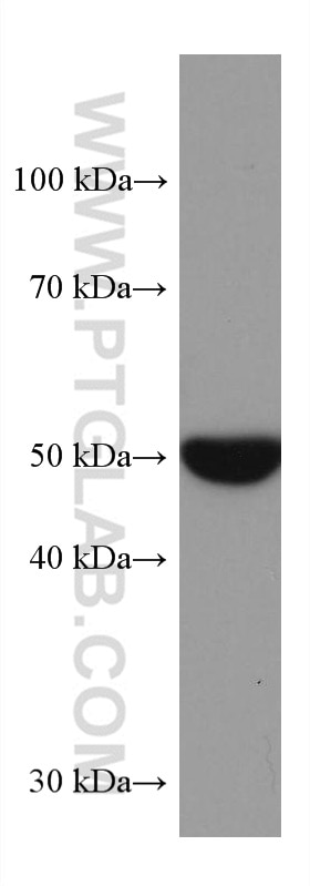 Western Blot (WB) analysis of MCF-7 cells using STK32A Monoclonal antibody (67528-1-Ig)