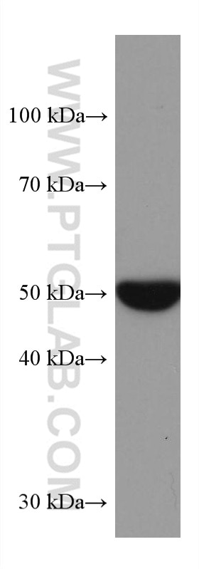 WB analysis of MCF-7 using 67528-1-Ig
