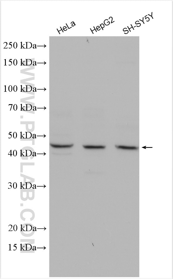 Western Blot (WB) analysis of various lysates using STK32B Polyclonal antibody (15438-1-AP)