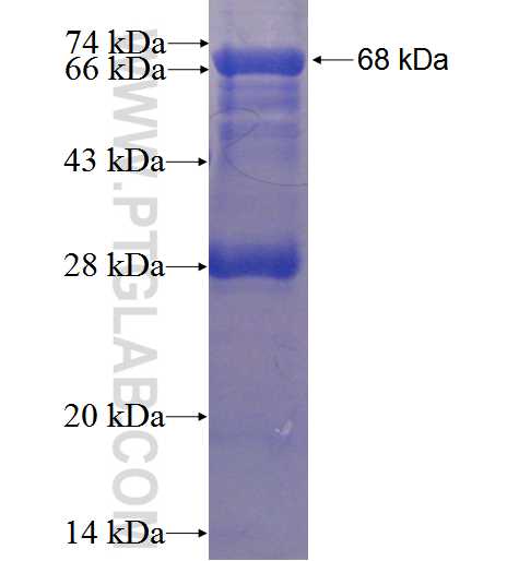 STK32C fusion protein Ag1960 SDS-PAGE