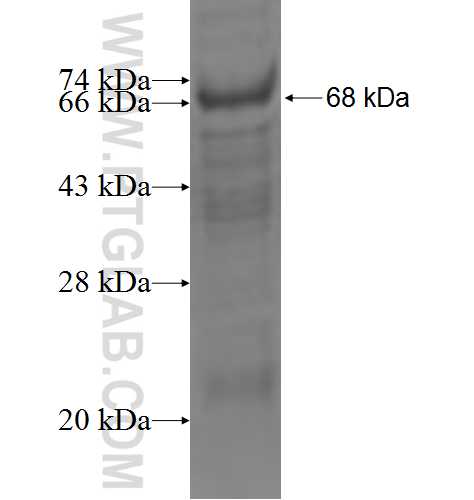STK33 fusion protein Ag3561 SDS-PAGE