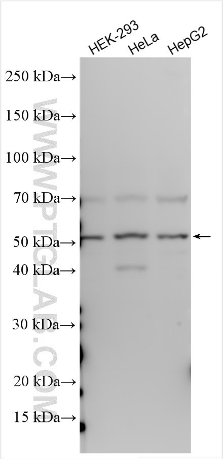 Western Blot (WB) analysis of various lysates using STK38L Polyclonal antibody (12697-1-AP)