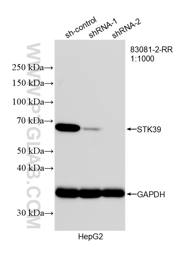 WB result of STK39 antibody (83081-2-RR; 1:1000; incubated at room temperature for 1.5 hours) with sh-Control and sh-STK39 transfected HepG2 cells. This data was developed using the same antibody clone with 83081-2-PBS in a different storage buffer formulation. Western Blot (WB) analysis of HepG2 cells using STK39 Recombinant monoclonal antibody (83081-2-RR)