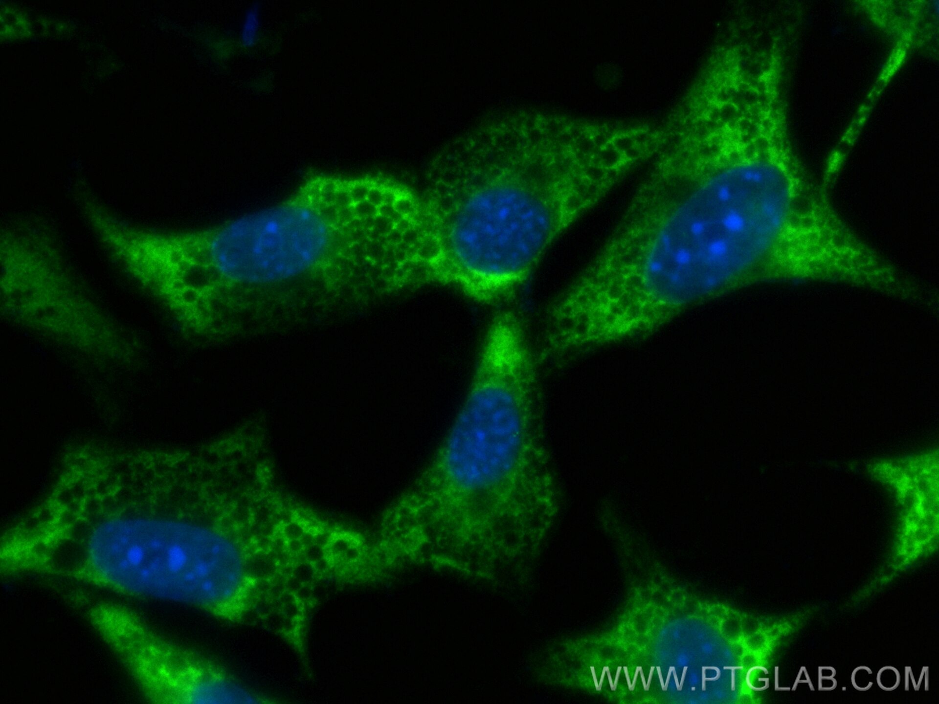 Immunofluorescence (IF) / fluorescent staining of NIH/3T3 cells using CoraLite® Plus 488-conjugated STK39 Recombinant an (CL488-83081-2)